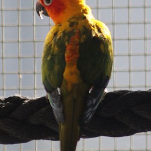 Sun conure