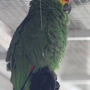 Red-lored amazon