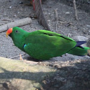 Eclectus parrot - male