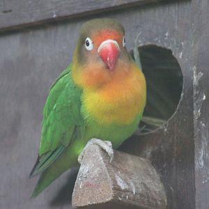 Black-cheeked lovebird