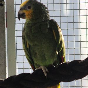 Orange-winged amazon