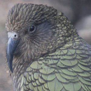 Kea