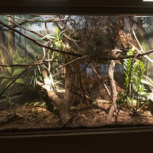 Jan. 2022 - Africa Loop - Reptiles of the Seronera - West African Green Mamba