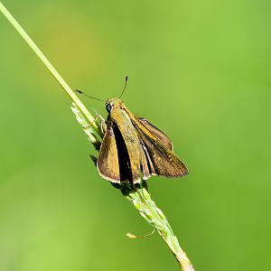 Lyell's Swift (Pelopidas lyelli)