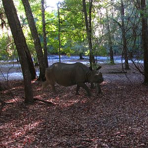 Private Facility - Indian Rhino