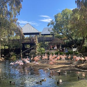 Flamingo Lagoon