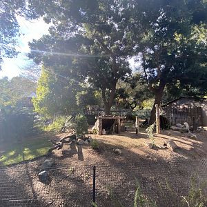 Southern Pudu Habitat