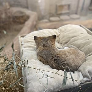 Newman the Sand Cat (or just his back)!