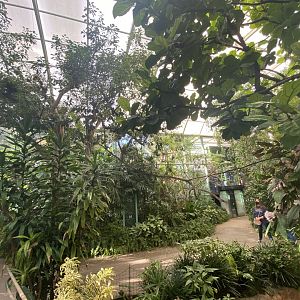Hidden Jungle Walkthrough Aviary (from another angle)