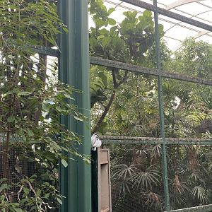 Bali Myna - Hidden Jungle