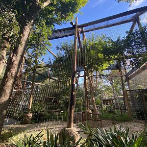 Red-cheeked Gibbon Habitat