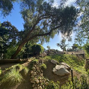 Egyptian Vulture, Hooded Vulture, and Common Shelduck Habitat - African Woods