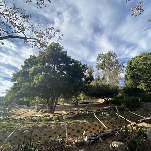 Slender-horned Gazelle Habitat - African Woods