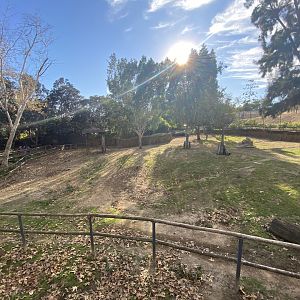 Okapi Habitat - African Woods