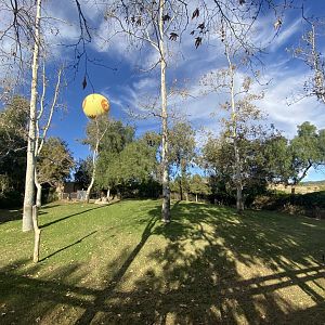 Gerenuk, Demoiselle Crane, Abyssinian Ground Hornbill, and Red-flanked Duiker Habitat - African Woods