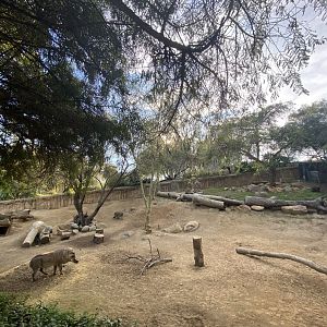 Common Warthog Habitat - African Outpost