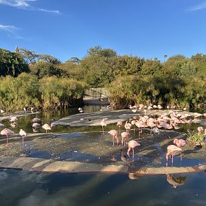 Lesser Flamingo Habitat - African Loop