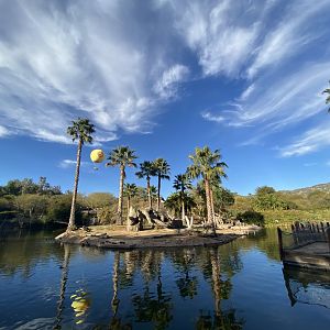 Southern Ground Hornbill Island - African Loop