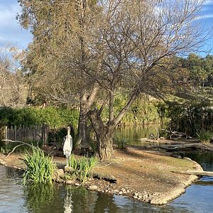 Marabou Stork Habitat - African Loop