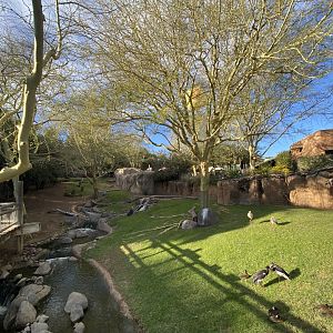 East African Sitatunga, Southern Steenbok, Red-flanked Duiker, Abdim’s Stork, and White-faced Whistling Duck Habitat - African Loop