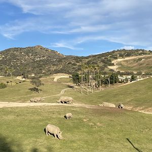 Southern White Rhino Crash - East Africa Field Habitat