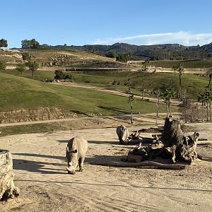 Southern White Rhino Mom and Calf - East Africa Field Habitat