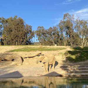 African Elephant Swazi - Elephant Valley