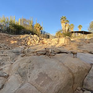 Desert Bighorn Sheep Habitat - Condor Ridge