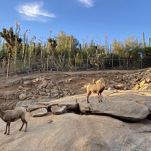 Desert Bighorn Sheep - Condor Ridge