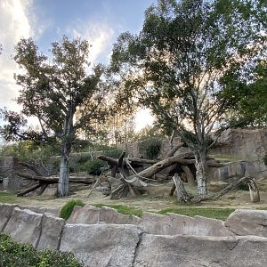 Western Lowland Gorilla Habitat - Gorilla Forest