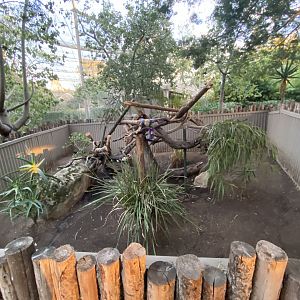 Hyacinth Macaw Habitat