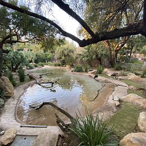 Magpie Goose, Bar-headed Goose, Hawaiian Goose, Red-breasted Goose Pool
