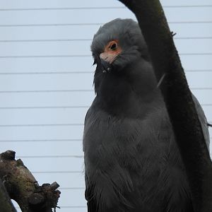 African Harrier Hawk (Polyboroides typus)