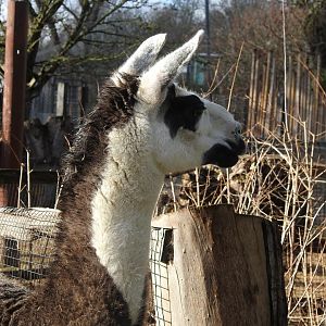 Llama (Lama glama)
