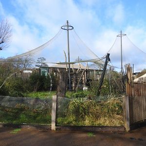 Sumatran Tiger Enclosure (Panthera tigris sondaica ) Enclosure