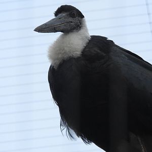 Woolly-Necked Stork (Ciconia episcopus)