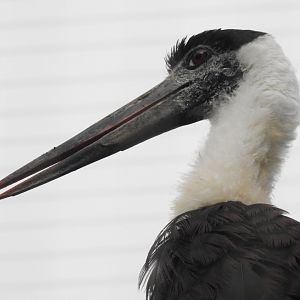 Woolly-Necked Stork (Ciconia episcopus)