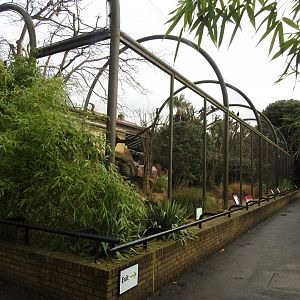 Woolly-Necked Stork (Ciconia episcopus), Northern Bald Ibis (Geronticus eremita) and African Harrier Hawk (Polyboroides typus) Aviaries