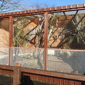 African Grey Parrot (Psittacus erithacus) Aviary