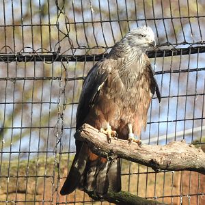 Black Kite (Milvus migrans)