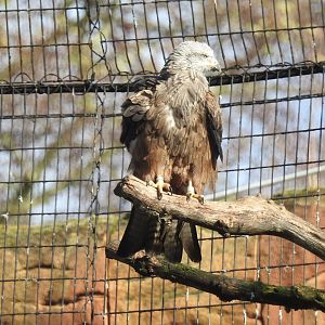 Black Kite (Milvus migrans)