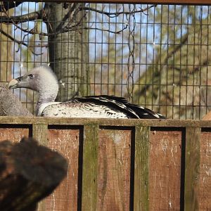 Rüppell's Griffon Vulture (Gyps rueppelli)