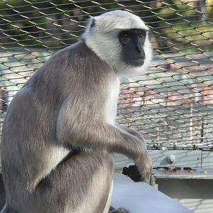 Hanuman Langur (Semnopithecus entellus)