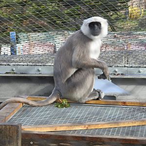 Hanuman Langur (Semnopithecus entellus)