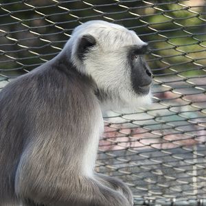 Hanuman Langur (Semnopithecus entellus)