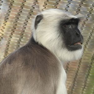 Hanuman Langur (Semnopithecus entellus)