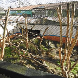 Hanuman Langur (Semnopithecus entellus) Outdoor Enclosure