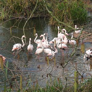 Greater Flamingos (Phoenicopterus roseus)