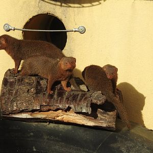 Common Dwarf Mongooses (Helogale parvula)