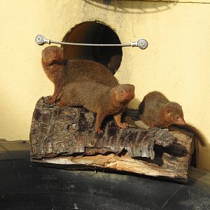 Common Dwarf Mongooses (Helogale parvula)